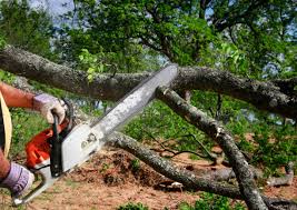 Why Choose Our Tree Removal Services in St Joseph, MO?